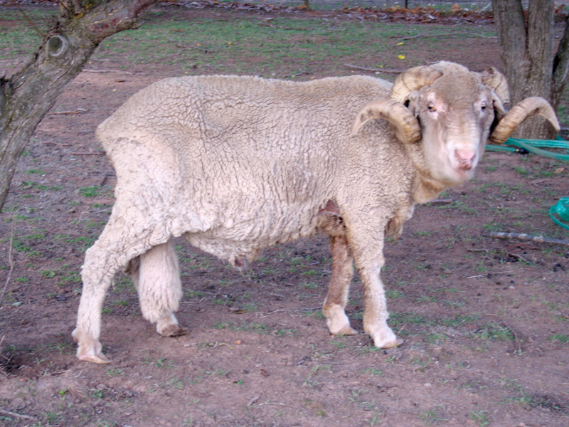 Ram Pet